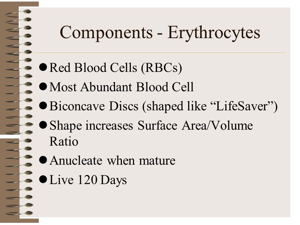 Components - Erythrocytes Red Blood Cells (RBCs) Most Abundant Blood Cell Biconcave Discs (shaped like LifeSaver ) Shape increases Surface Area/Volume Ratio Anucleate when mature Live 120 Days