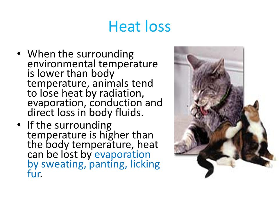 Heat loss When the surrounding environmental temperature is lower than body temperature, animals tend to lose heat by radiation, evaporation, conduction and direct loss in body fluids.