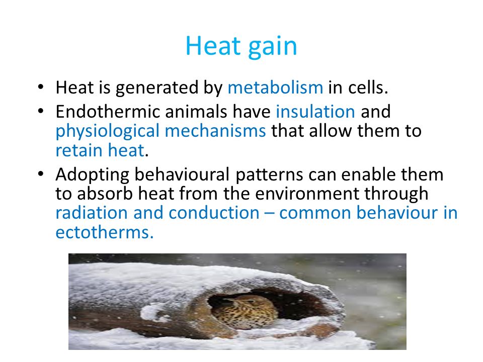 Heat gain Heat is generated by metabolism in cells.