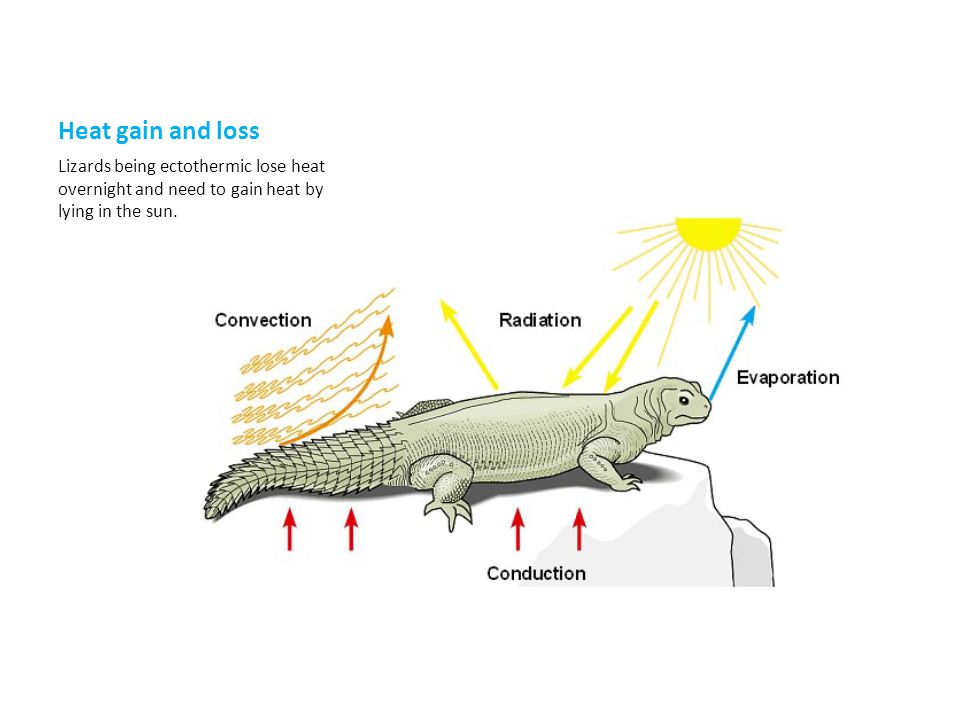 Heat gain and loss Lizards being ectothermic lose heat overnight and need to gain heat by lying in the sun.