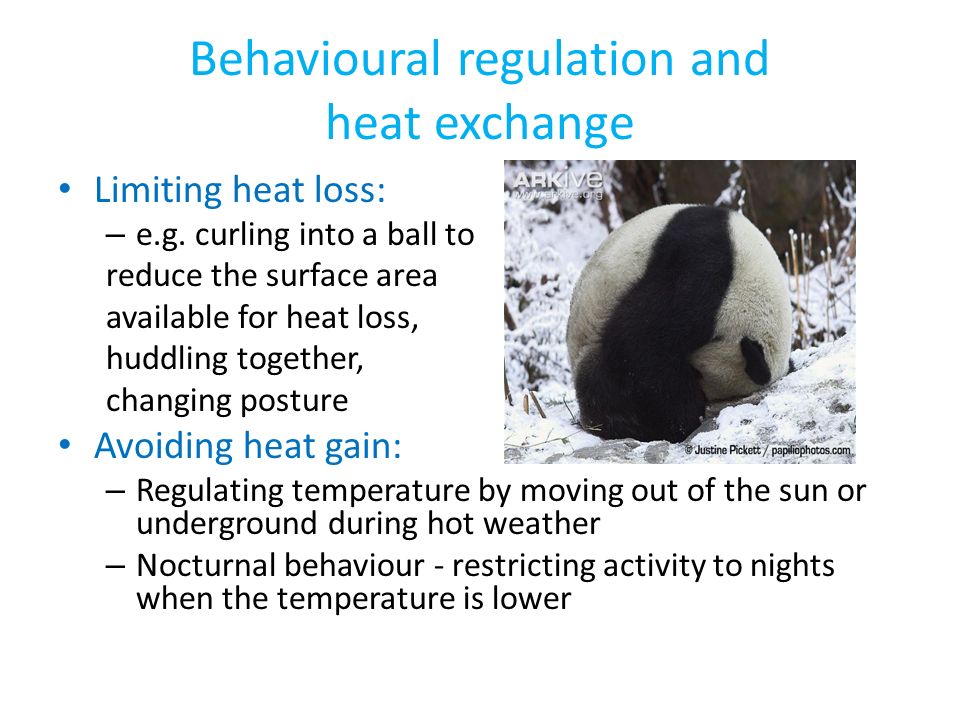 Behavioural regulation and heat exchange Limiting heat loss: – e.g.