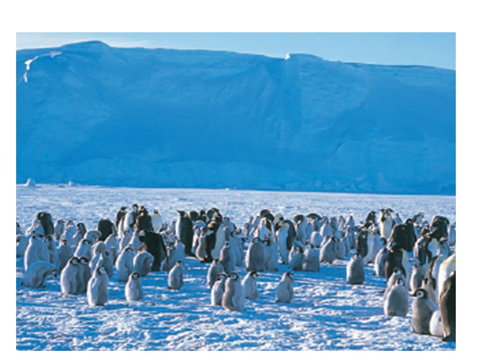 Penguins huddle together to reduce exposed surface area and create wind breaks.