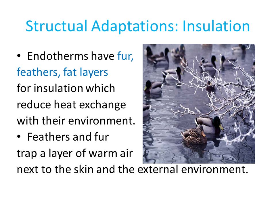 Structual Adaptations: Insulation Endotherms have fur, feathers, fat layers for insulation which reduce heat exchange with their environment.