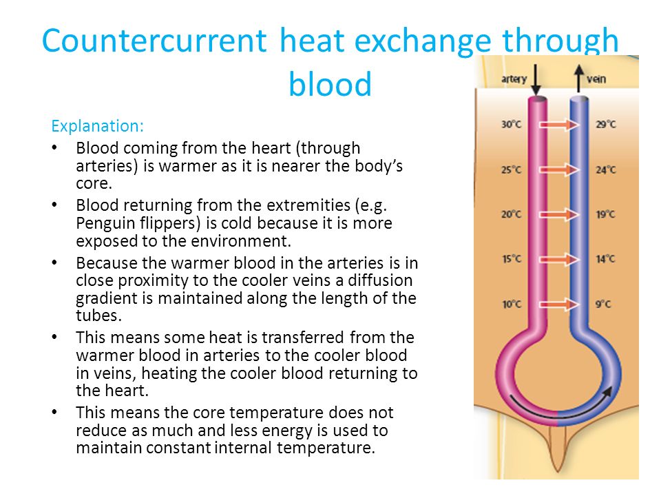 Countercurrent heat exchange through blood Explanation: Blood coming from the heart (through arteries) is warmer as it is nearer the body’s core.