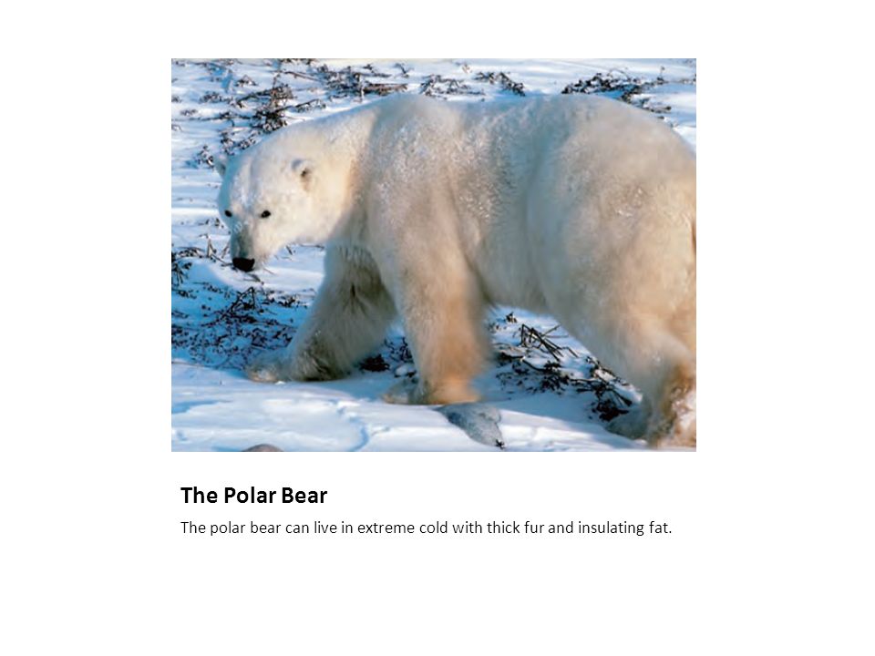 The Polar Bear The polar bear can live in extreme cold with thick fur and insulating fat.