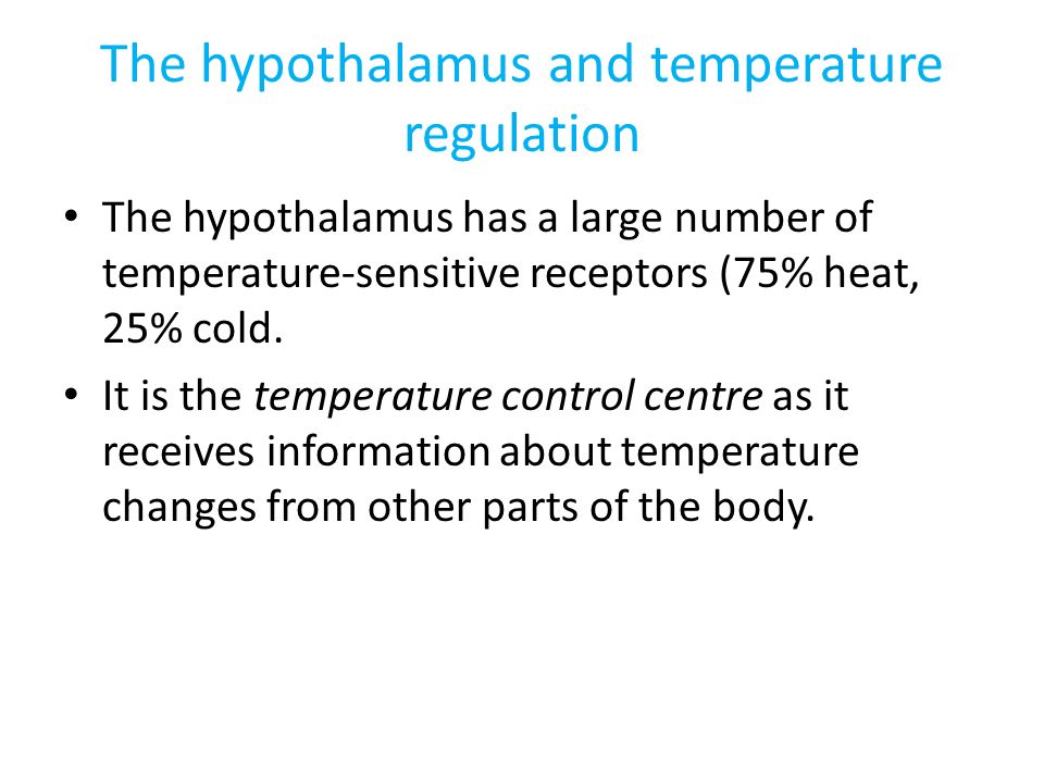 The hypothalamus and temperature regulation The hypothalamus has a large number of temperature-sensitive receptors (75% heat, 25% cold.