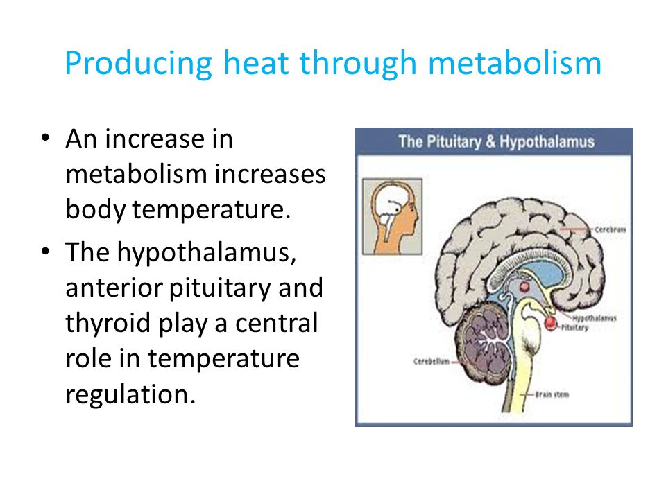 Producing heat through metabolism An increase in metabolism increases body temperature.