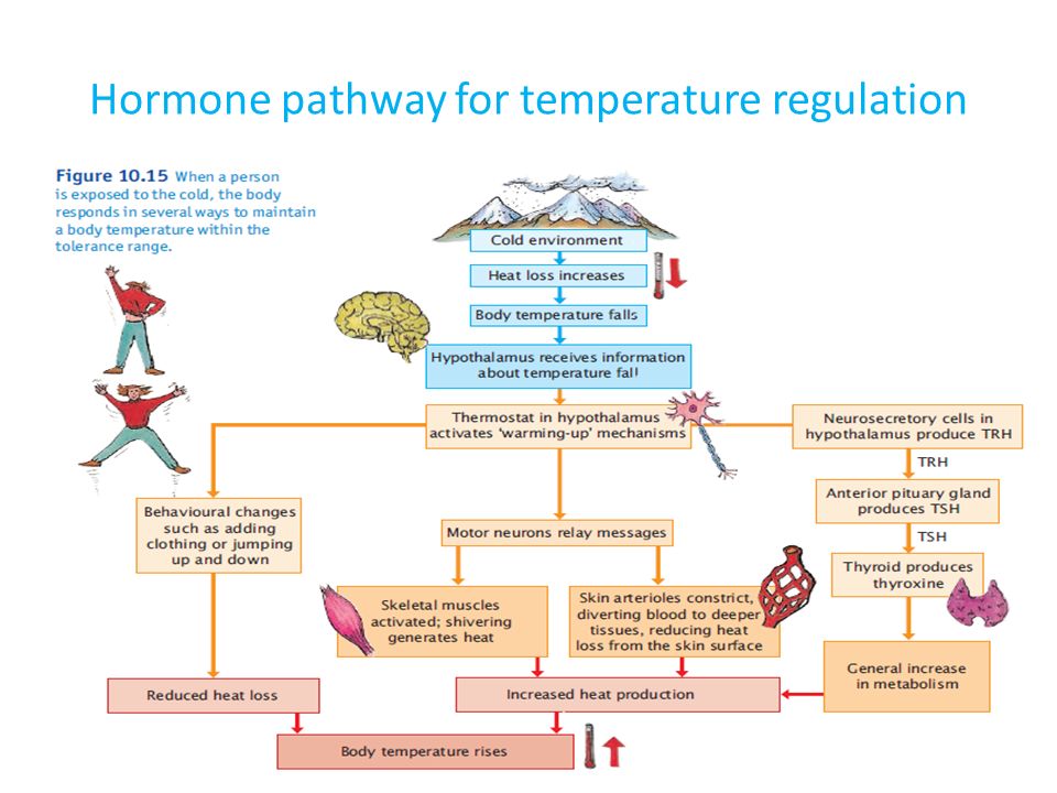 Hormone pathway for temperature regulation
