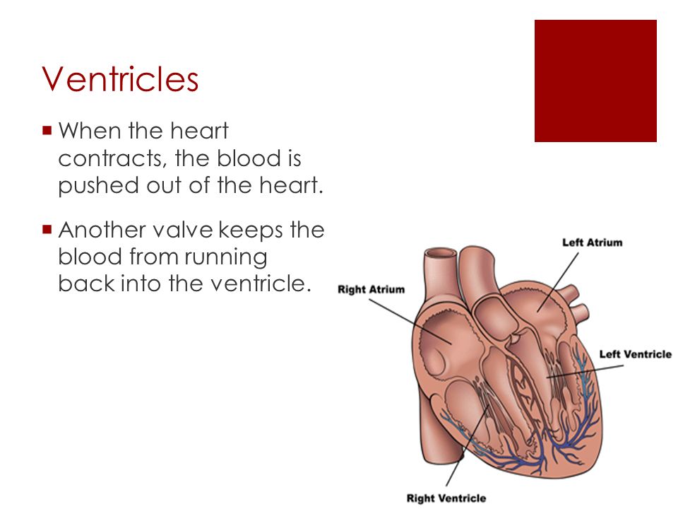Ventricles  When the heart relaxes, the blood is pulled into the lower chamber called the ventricle.