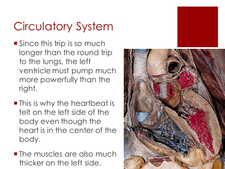 Circulatory System  After blood completes Its journey through the heart, it is in the left ventricle.