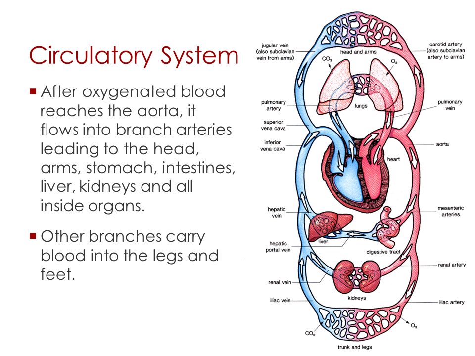 Circulatory System  Since this trip is so much longer than the round trip to the lungs, the left ventricle must pump much more powerfully than the right.
