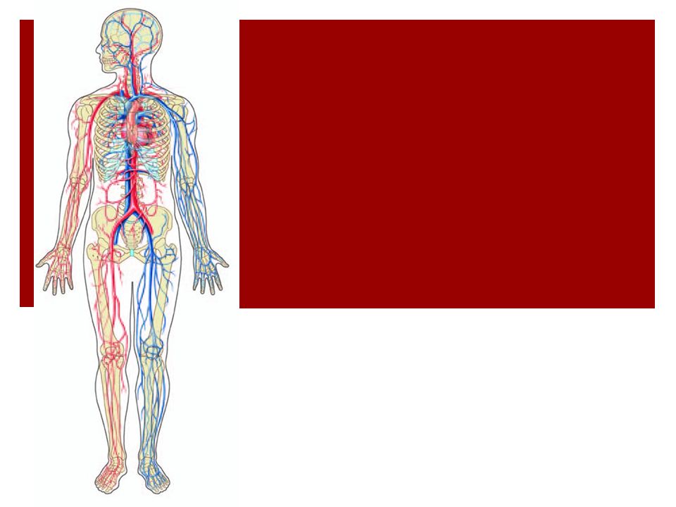 Circulatory System  It is now deoxygenated blood and is dark red or bluish In color.