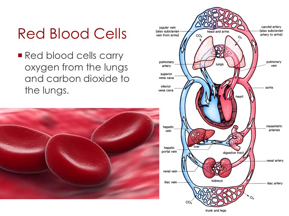  Blood is made up of a solid part (the cells) and a liquid part (plasma).