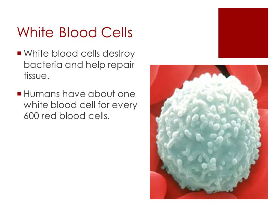 Red Blood Cells  Red blood cells are produced mainly in bone marrow.