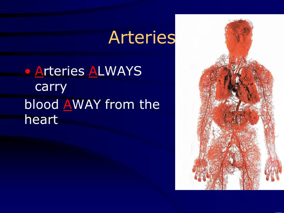 Blood Vessels 3 Kinds of blood vessels Arteries Veins Capillaries