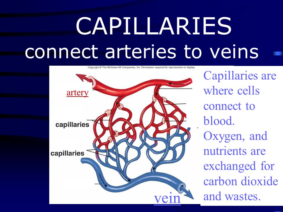 VEINS carry blood TO the heart