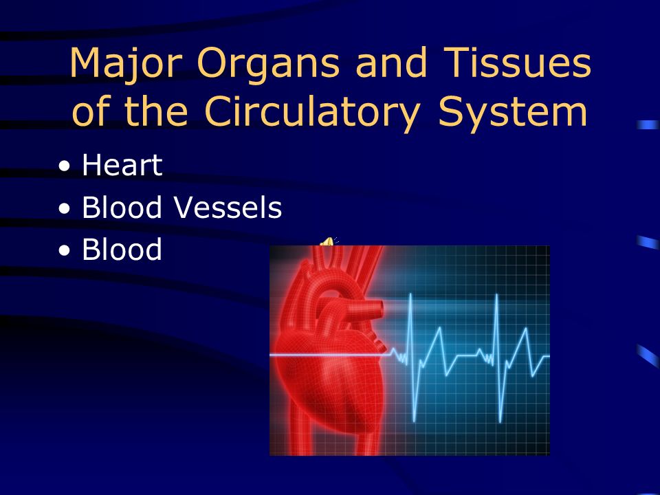 Circulatory System The transportation system of the body Circulatory comes from the word circle Blood circles the body: heartlungsheart Body cells Another name for the circulatory system is the cardiovascular system