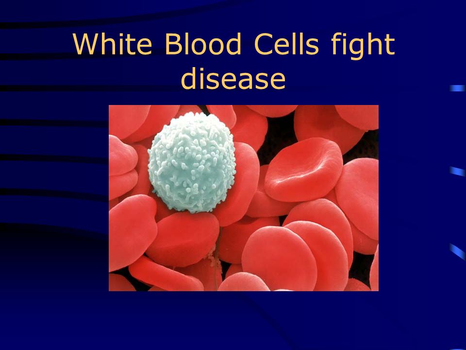 Red Blood Cell- contains hemoglobin (iron compound) which carries oxygen