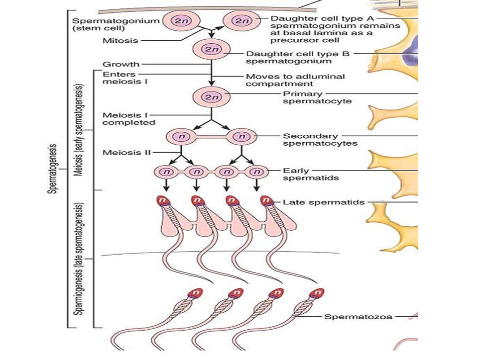 Репродуктивное тестирование. Репродуктивная система тест. Репродуктивная система. Reproductive System.