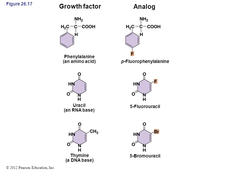 Figure Growth factor Analog Phenylalanine (an amino acid) p-Fluorophenylalanine 5-Fluorouracil 5-Bromouracil Uracil (an RNA base) Thymine (a DNA base) © 2012 Pearson Education, Inc.