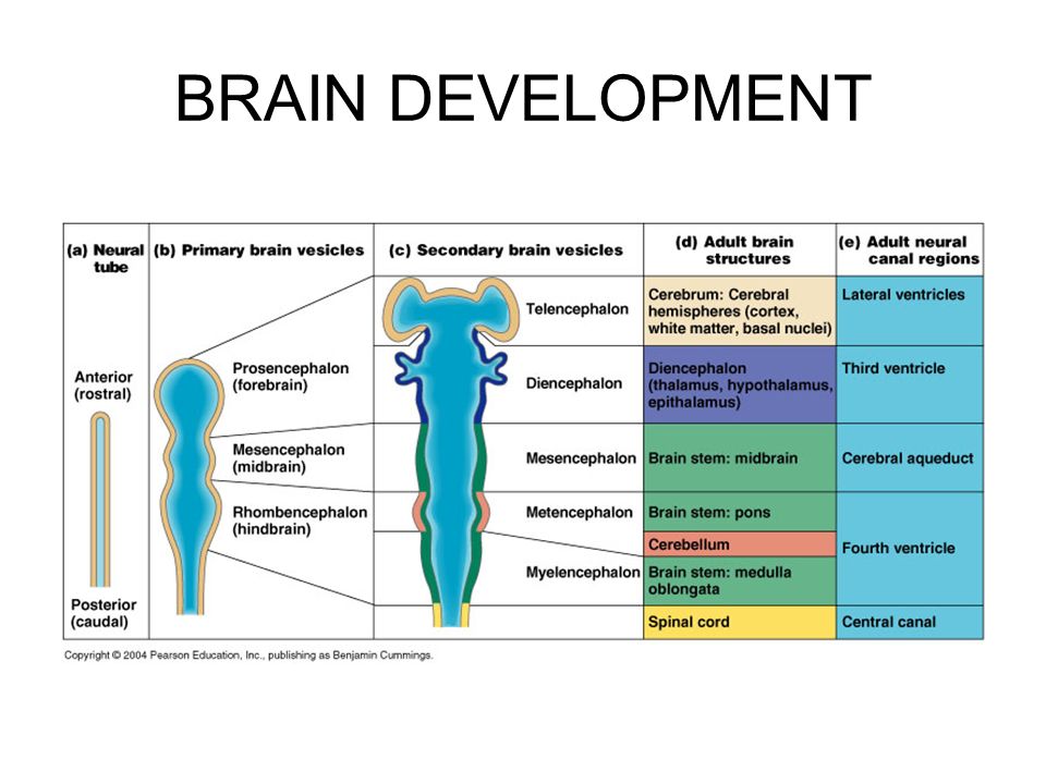 the central nervous system the brain embryonic development at three development of the brain