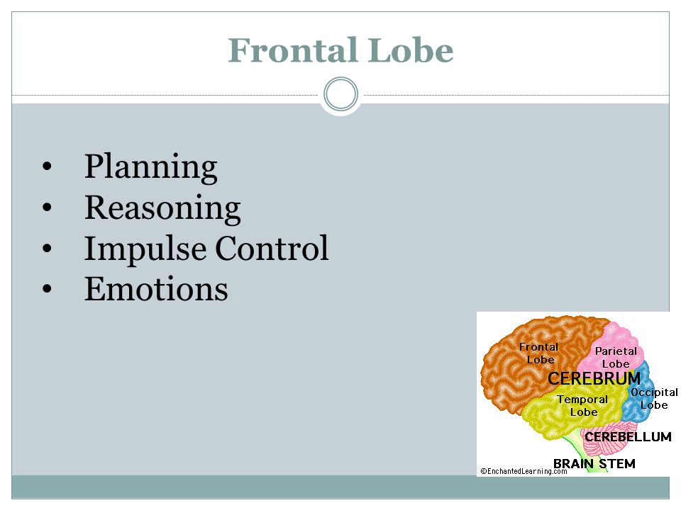Frontal Lobe Planning Reasoning Impulse Control Emotions