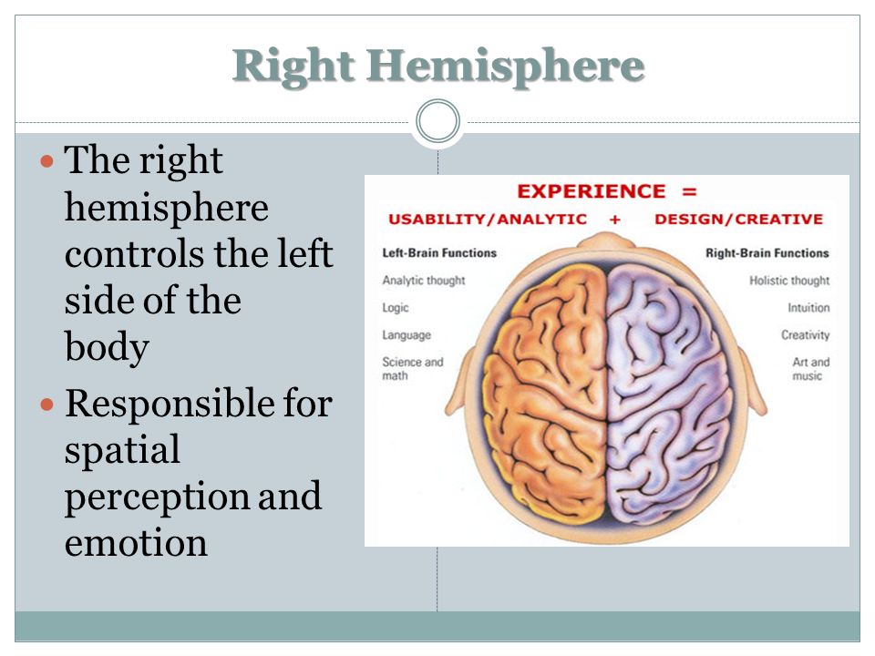 Right Hemisphere The right hemisphere controls the left side of the body Responsible for spatial perception and emotion