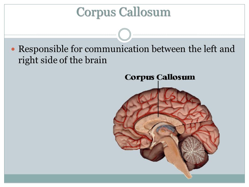 Corpus Callosum Responsible for communication between the left and right side of the brain