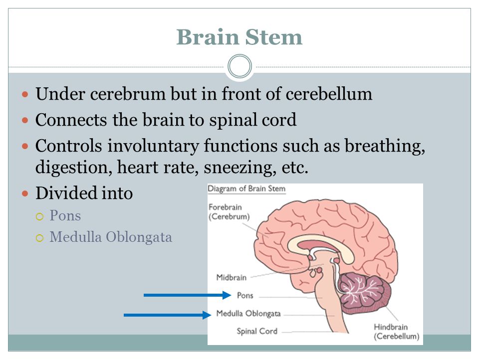 Brain Stem Under cerebrum but in front of cerebellum Connects the brain to spinal cord Controls involuntary functions such as breathing, digestion, heart rate, sneezing, etc.