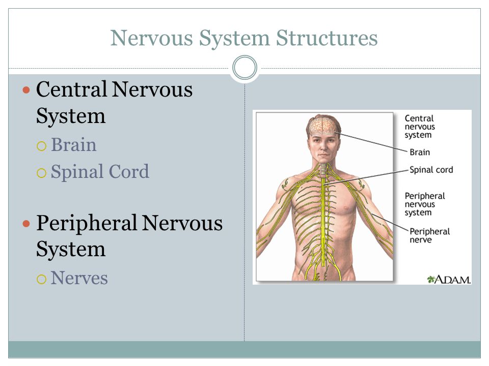 Nervous System Structures Central Nervous System  Brain  Spinal Cord Peripheral Nervous System  Nerves