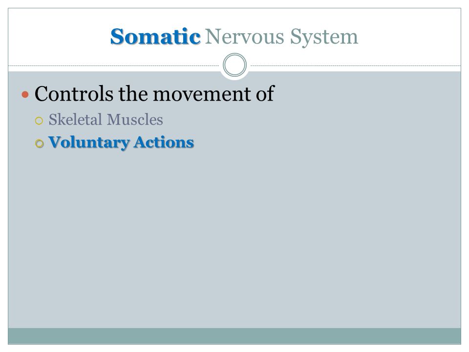 Somatic Somatic Nervous System Controls the movement of  Skeletal Muscles  Voluntary Actions