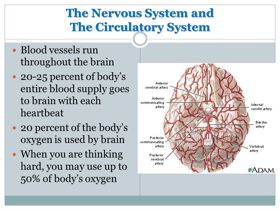The Nervous System and The Circulatory System Blood vessels run throughout the brain percent of body’s entire blood supply goes to brain with each heartbeat 20 percent of the body’s oxygen is used by brain When you are thinking hard, you may use up to 50% of body’s oxygen