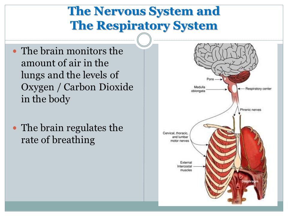 The Nervous System and The Respiratory System The brain monitors the amount of air in the lungs and the levels of Oxygen / Carbon Dioxide in the body The brain regulates the rate of breathing
