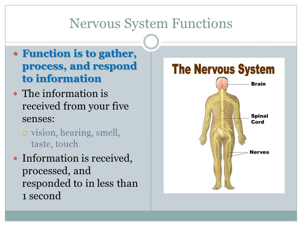 Nervous System Functions Function is to gather, process, and respond to information Function is to gather, process, and respond to information The information is received from your five senses:  vision, hearing, smell, taste, touch Information is received, processed, and responded to in less than 1 second