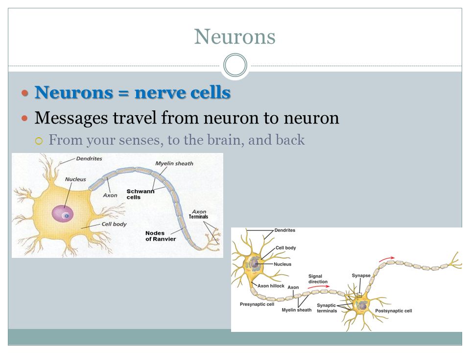 Neurons Neurons = nerve cells Neurons = nerve cells Messages travel from neuron to neuron  From your senses, to the brain, and back