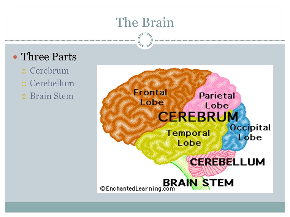 The Brain Three Parts  Cerebrum  Cerebellum  Brain Stem