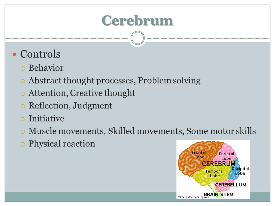 Cerebrum Controls  Behavior  Abstract thought processes, Problem solving  Attention, Creative thought  Reflection, Judgment  Initiative  Muscle movements, Skilled movements, Some motor skills  Physical reaction