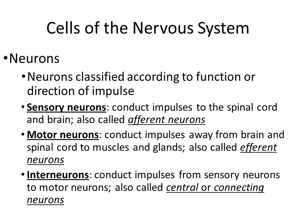Cells of the Nervous System Neurons Neurons classified according to function or direction of impulse Sensory neurons: conduct impulses to the spinal cord and brain; also called afferent neurons Motor neurons: conduct impulses away from brain and spinal cord to muscles and glands; also called efferent neurons Interneurons: conduct impulses from sensory neurons to motor neurons; also called central or connecting neurons 17