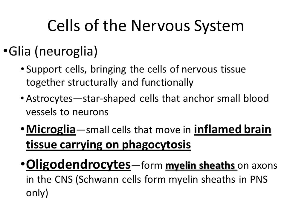 Cells of the Nervous System Glia (neuroglia) Support cells, bringing the cells of nervous tissue together structurally and functionally Astrocytes—star-shaped cells that anchor small blood vessels to neurons Microglia —small cells that move in inflamed brain tissue carrying on phagocytosis myelin sheaths Oligodendrocytes —form myelin sheaths on axons in the CNS (Schwann cells form myelin sheaths in PNS only) 18