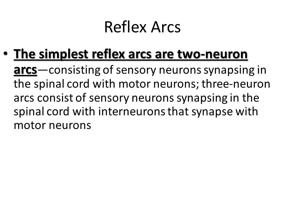 Reflex Arcs The simplest reflex arcs are two-neuron arcs The simplest reflex arcs are two-neuron arcs —consisting of sensory neurons synapsing in the spinal cord with motor neurons; three-neuron arcs consist of sensory neurons synapsing in the spinal cord with interneurons that synapse with motor neurons 20