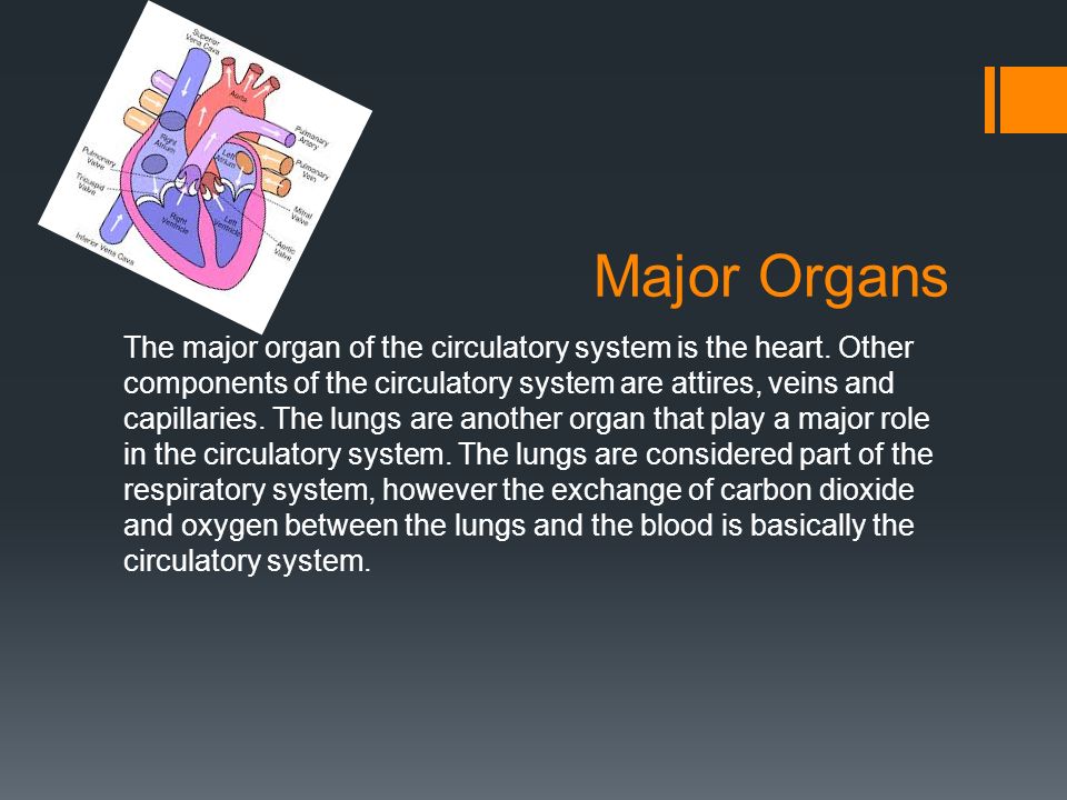 Major Organs The major organ of the circulatory system is the heart.