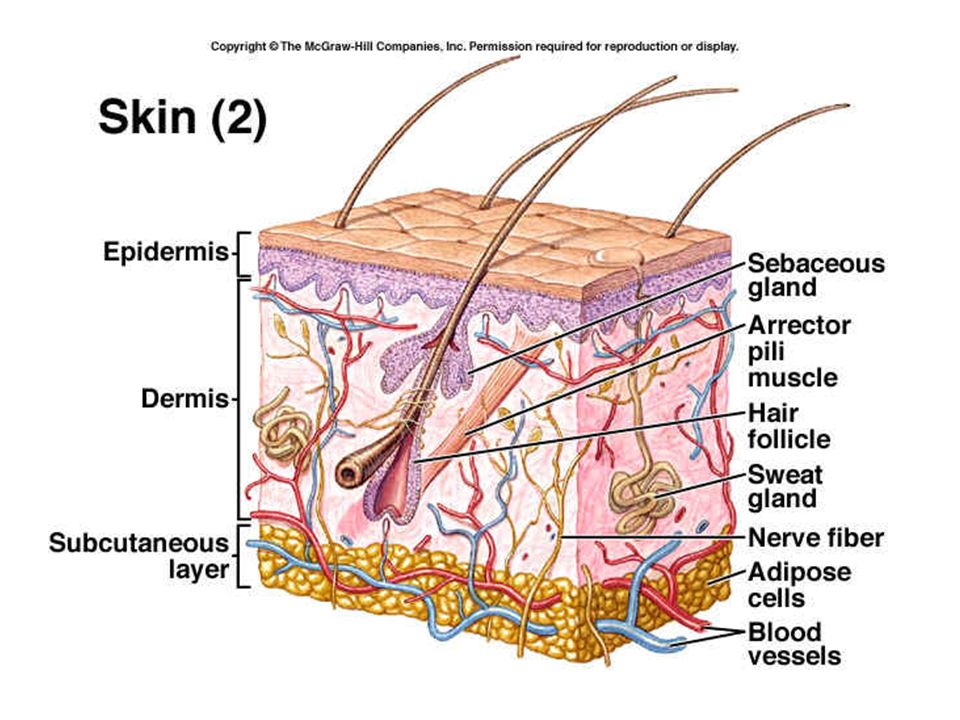 Some type of skin
