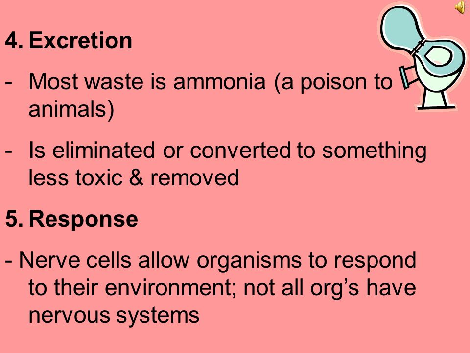 2.Respiration - take in O 2 & release CO 2 3.Circulation -Moves materials around w/i their bodies -Some animals can rely on diffusion to move materials