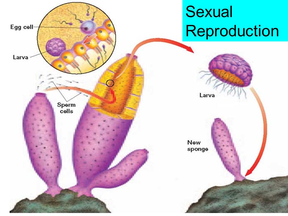 2) Sexually joining of egg and sperm Most are hermaphrodites can produce both eggs and sperm