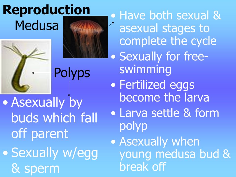 2 Body Plans Polyp – vase- like Sessile Hydra, sea anemone Medusa – bell shaped Free swimming Jellyfish