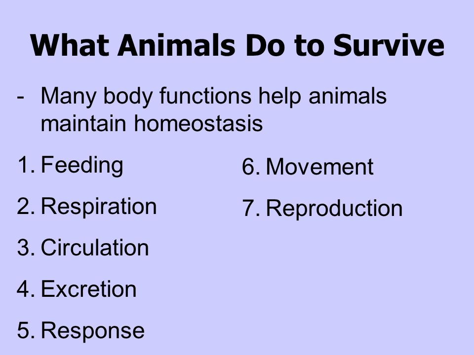 Animal Classification Vertebrates - have a backbone Invertebrates - don’t have a backbone,… -They make up 97% of all species (sponges, Cnidaria, flatworms, round- worms, mollusks, insects)