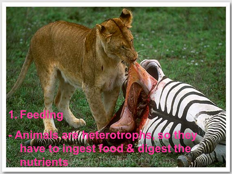 What Animals Do to Survive -Many body functions help animals maintain homeostasis 1.Feeding 2.Respiration 3.Circulation 4.Excretion 5.Response 6.Movement 7.Reproduction