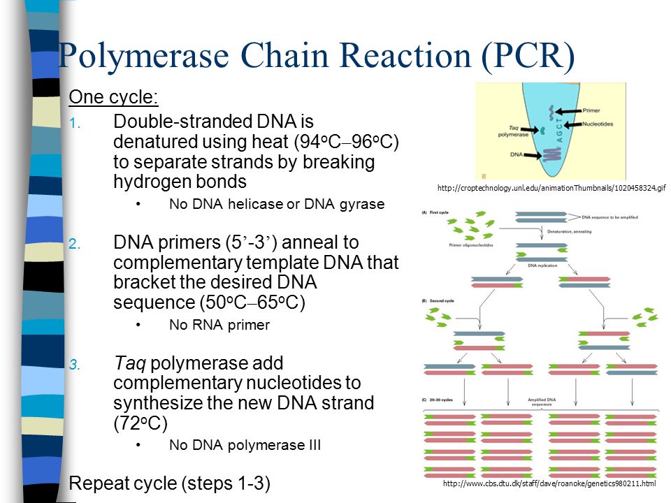  Advanced Molecular Biological Techniques 1. Polymerase chain reaction ( PCR) 2. Restriction fragment length polymorphism (RFLP) 3. DNA sequencing.  - ppt download