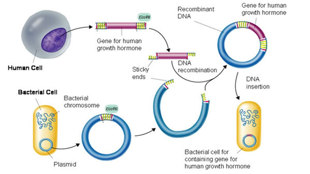 Гибридизация плазмид. Метод рекомбинантных плазмид схема. Технология рекомбинантных ДНК. Схема получения рекомбинантных белков. Рекомбинантная плазмида инсулин.