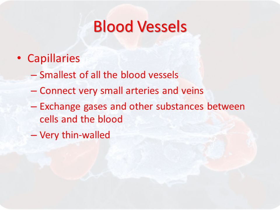 Blood Vessels Capillaries – Smallest of all the blood vessels – Connect very small arteries and veins – Exchange gases and other substances between cells and the blood – Very thin-walled